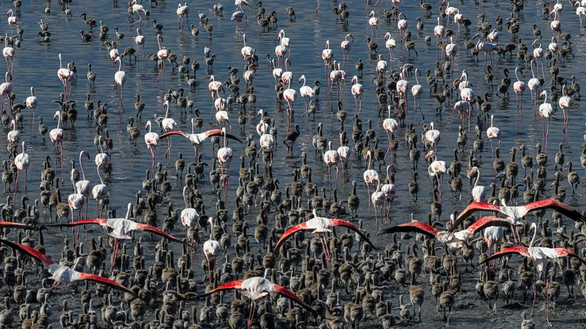 Tuz Gölü'nde Mucize: Binlerce Yavru Flamingo Doğayla Buluşuyor, Hayata Tutunmayı Öğreniyor