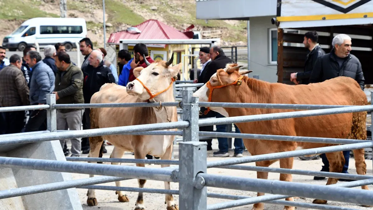 Kurban Bayramı Heyecanı Sarıkamış'ta Başladı: Hayvan Pazarlarında Hareketlilik