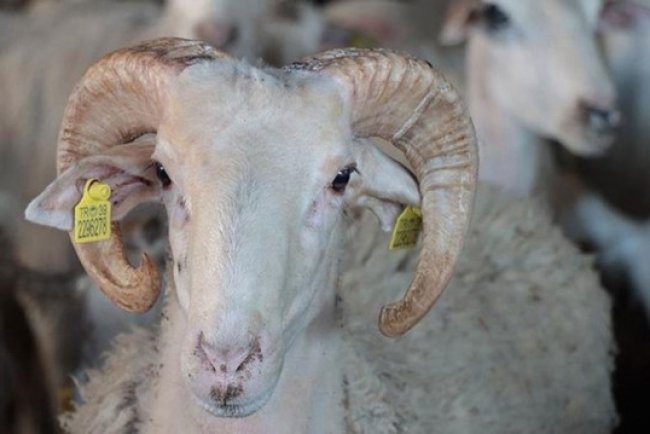 Kimler kurban keser kimler kesemez?