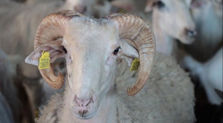 Kimler kurban keser kimler kesemez?