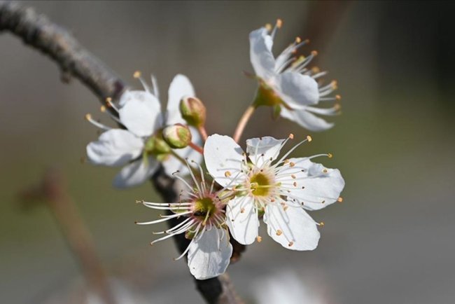 Manisa'da erik ve badem ağaçları çiçek açtı
