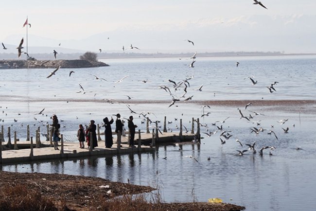 Türkiye üzerinden göç eden 490 kuş türünden 292'si Konya'daki sulak alanlara uğradı