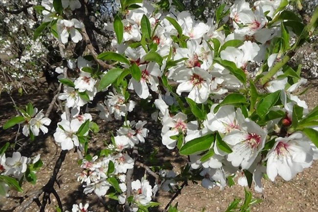 Mersin'de badem ağaçları çiçek açtı