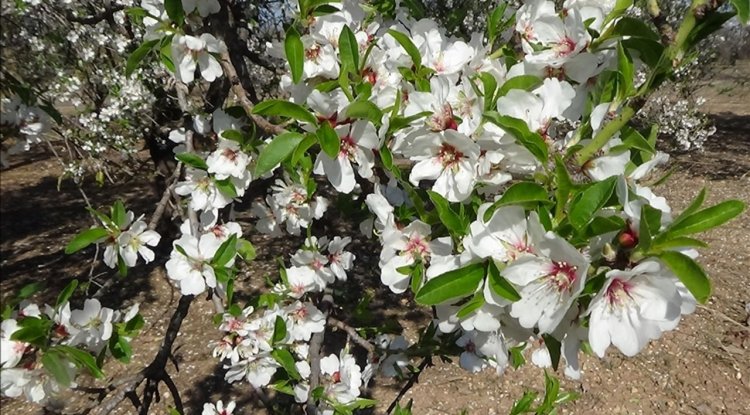 Mersin'de badem ağaçları çiçek açtı