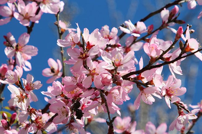 Antalya'da badem ağaçları erken çiçek açtı