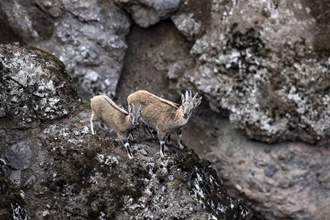 Tunceli'de karlı zirvelerden inen yaban keçileri görüntülendi