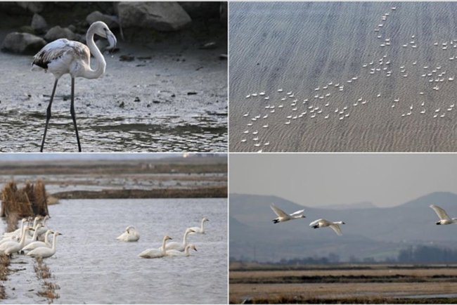 Gala Gölü Milli Parkı 250'ye yakın kuş türüne ev sahipliği yapıyor