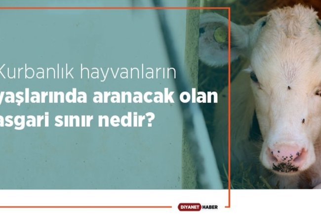 Kurbanlık hayvanlarda asgari yaş sınırı nedir?
