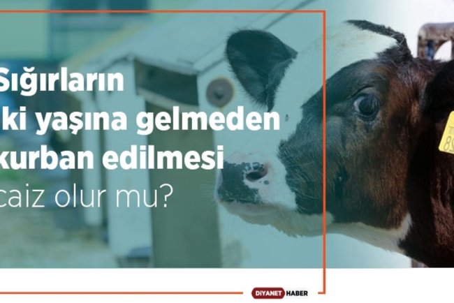 Sığırların iki yaşına gelmeden kurban edilmesi caiz olur mu?