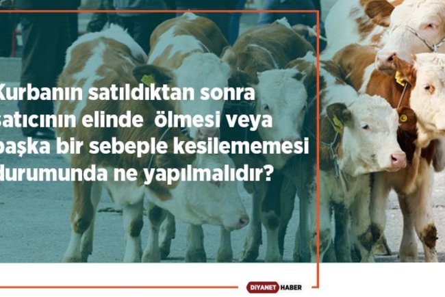Kurbanın satıldıktan sonra satıcının elinde ölmesi veya başka bir sebeple kesilememesi durumunda ne yapılmalıdır?