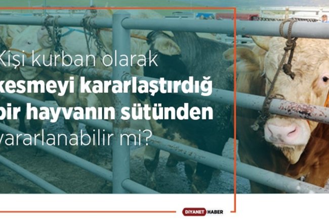 Kişi kurban olarak kesmeyi kararlaştırdığı bir hayvanın sütünden yararlanabilir mi?