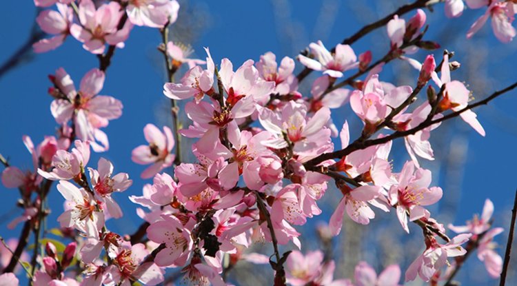 Antalya'da badem ağaçları erken çiçek açtı
