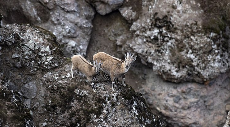 Tunceli'de karlı zirvelerden inen yaban keçileri görüntülendi