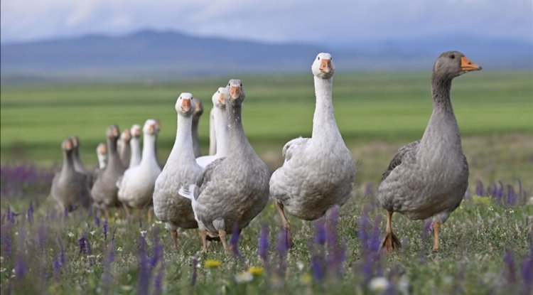 Muş'ta devlet desteğiyle 20 çiftçiye 1980 kaz dağıtılacak