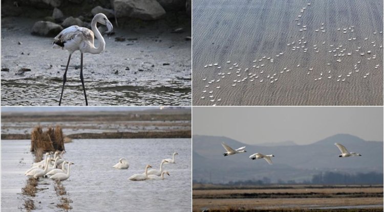 Gala Gölü Milli Parkı 250'ye yakın kuş türüne ev sahipliği yapıyor