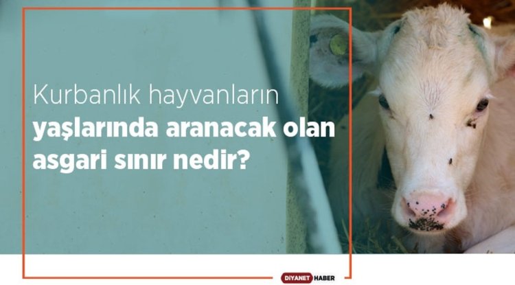Kurbanlık hayvanlarda asgari yaş sınırı nedir?