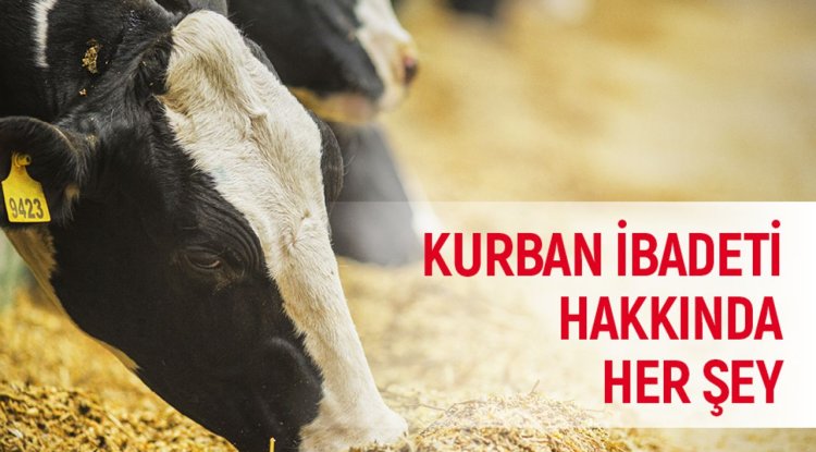 Kurban kesmek kimlere vaciptir? Kurban duası nasıl yapılır? Kurban ibadeti hakkında her şey