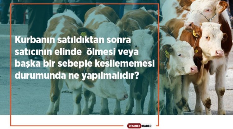 Kurbanın satıldıktan sonra satıcının elinde ölmesi veya başka bir sebeple kesilememesi durumunda ne yapılmalıdır?