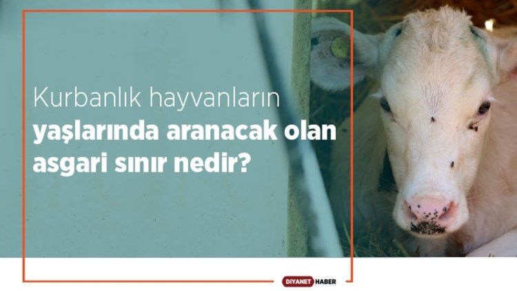 Kurbanlık hayvanlarda asgari yaş sınırı nedir?