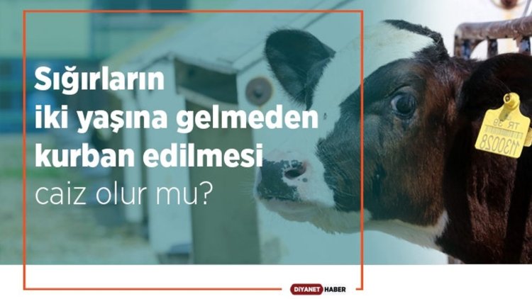 Sığırların iki yaşına gelmeden kurban edilmesi caiz olur mu?