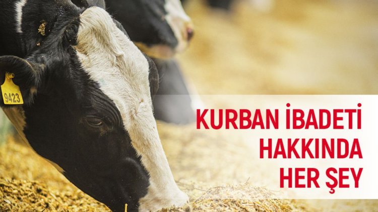 Kurban kesmek kimlere vaciptir? Kurban duası nasıl yapılır? Kurban ibadeti hakkında her şey