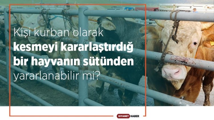 Kişi kurban olarak kesmeyi kararlaştırdığı bir hayvanın sütünden yararlanabilir mi?