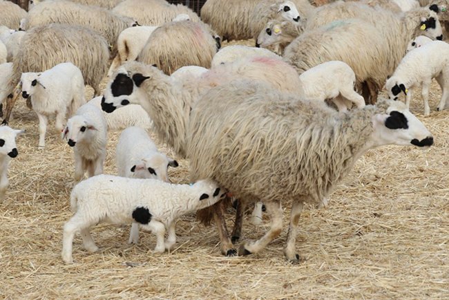 Amasya'da süt kuzularının anneleriyle buluşma anı