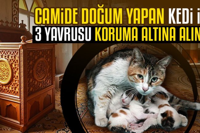 Camide doğum yapan kedi ile 3 yavrusu koruma altına alındı