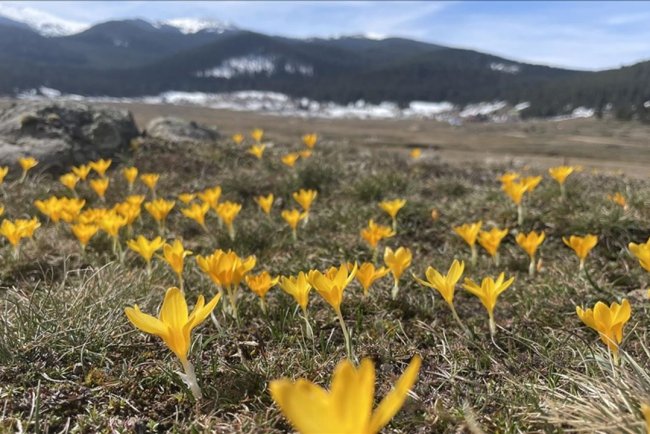 Bolu'daki Sarıalan Yaylası'nda çiğdemler çiçek açtı