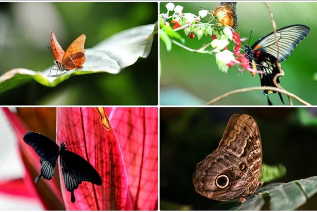 Konya Tropikal Kelebek Bahçesi 10 yılda yaklaşık 4 milyon ziyaretçiyi ağırladı