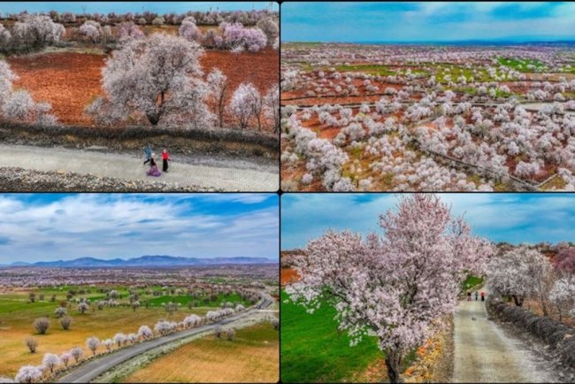 Diyarbakır'da çiçek açan badem ağaçları fotoğraf tutkunlarını cezbediyor