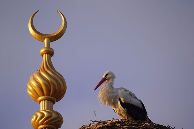 Bayburt'taki yuvasından 23 yıl sonra ayrılan "Vefalı" leylek geri döndü