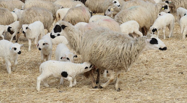 Amasya'da süt kuzularının anneleriyle buluşma anı