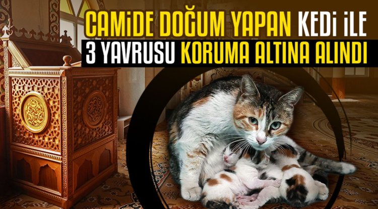 Camide doğum yapan kedi ile 3 yavrusu koruma altına alındı