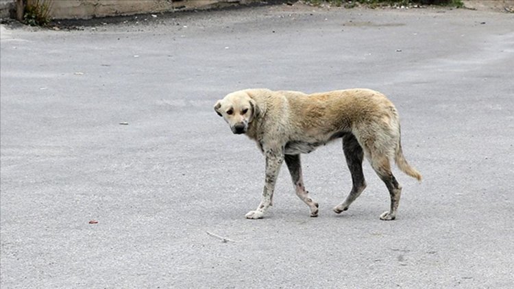 Erzurum'da ekmek almaya giderken sahipsiz köpeklerin saldırdığı çocuk ağır yaralandı