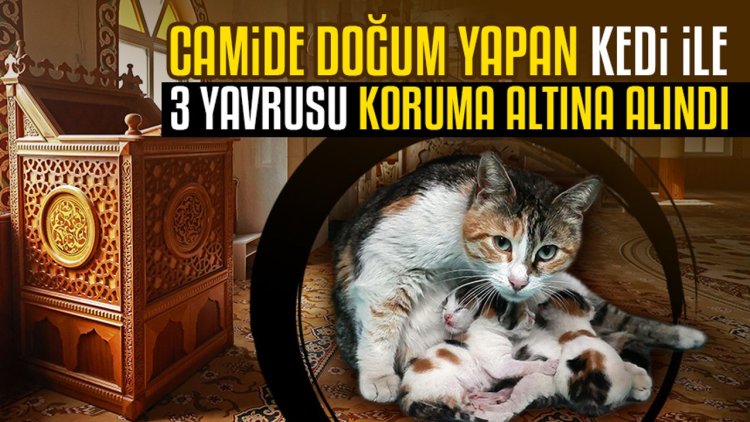 Camide doğum yapan kedi ile 3 yavrusu koruma altına alındı