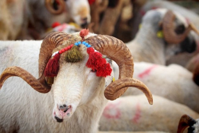 KURBAN BAYRAMI TARİHLERİ 2025: Kurban Bayramı ne zaman? Tatil kaç gün olacak?