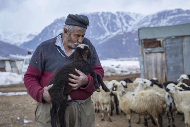 Tuncelili besiciler baharın müjdecisi oğlak ve kuzuları büyütme telaşında