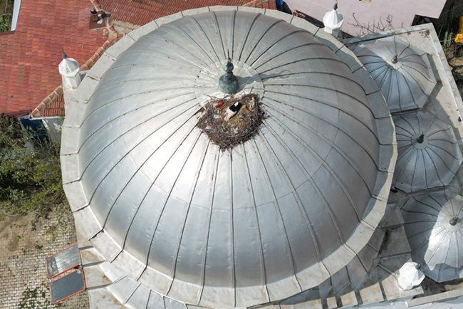 Tekirdağ'da leylekler 10 yıldır aynı cami kubbesine yuva yapıyor