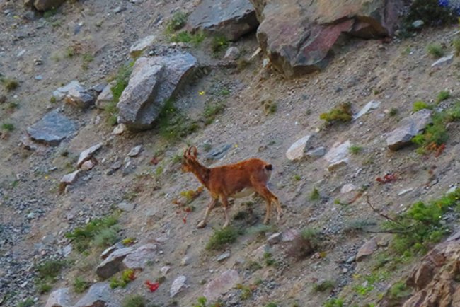 Artvin'de baraj gölü kıyısına inen yaban keçileri görüntülendi