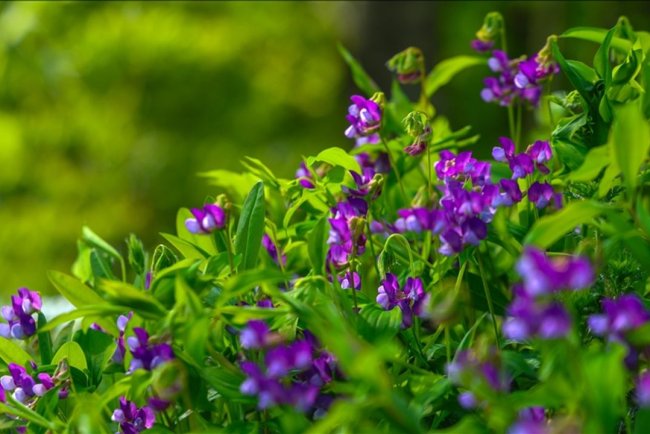 Çam Dağı'na ilkbaharın renkleri hakim oldu