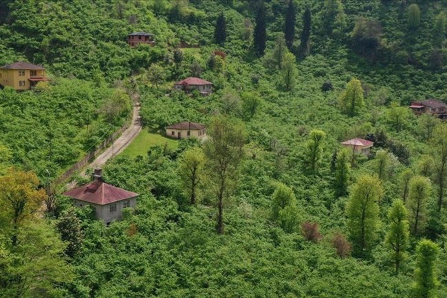 Orta ve Doğu Karadeniz'deki fındık üreticilerinin yeni sezon mesaisi başladı