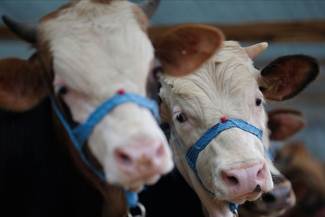Tunceli'nin bazı köy ve mahallelerinde şap karantinası başlatıldı