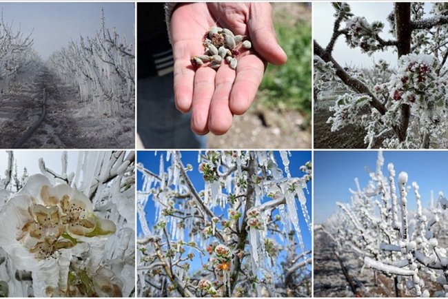 Zirai don 36 ilde etkili oldu