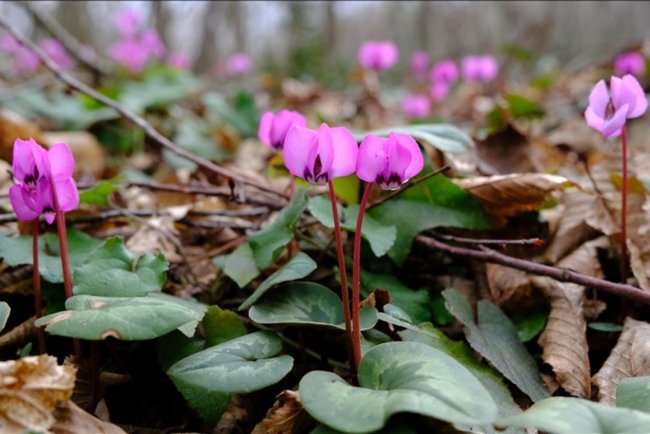 Kırklareli'nin Longoz Ormanları'nda açan kardelenler doğayı süsledi