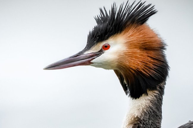 Bahri kuşları, kendine has tüyleriyle dikkati çekiyor