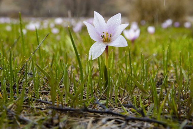Munzur'da bahar renkleri