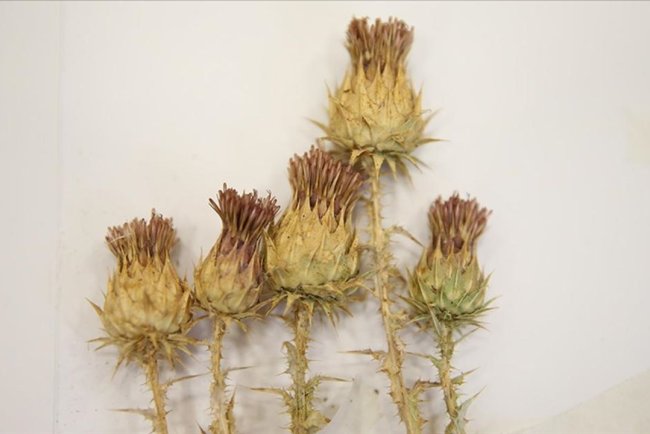 Şırnak'ta bulunan bitki 12 yıllık çalışma sonucu literatüre kazandırıldı