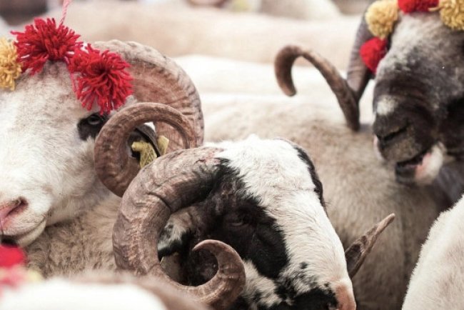 Kurban bayramı günü kurban kesilmeden önce bir şey yememenin dinî dayanağı var mıdır? Diyanet açıkladı