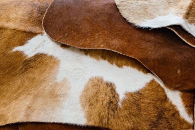 Giyimde domuz derisi kullanmak caiz mi? Diyanet açıkladı! Ünlü ayakkabı markalarında kullanılıyordu